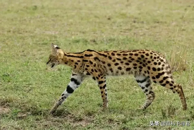 猫科动物有哪些，38种猫科动物大全（它们的分布概况和生存现状如何）