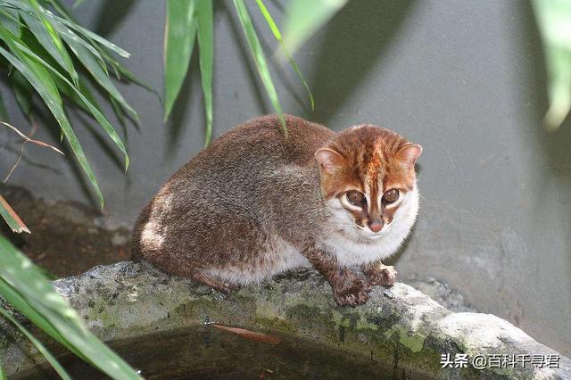 猫科动物有哪些，38种猫科动物大全（它们的分布概况和生存现状如何）