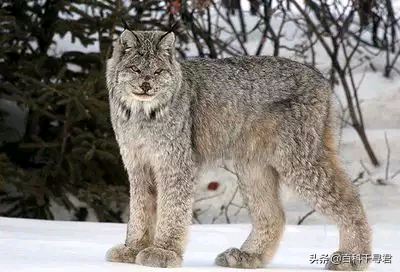 猫科动物有哪些，38种猫科动物大全（它们的分布概况和生存现状如何）