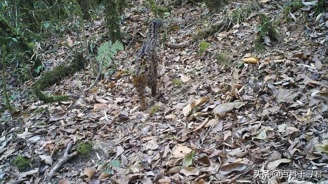 猫科动物有哪些，38种猫科动物大全（它们的分布概况和生存现状如何）
