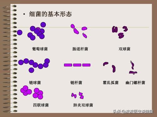 细菌和病毒有什么区别，细菌真菌病毒特效药（真菌、细菌、病毒的区别是什么）