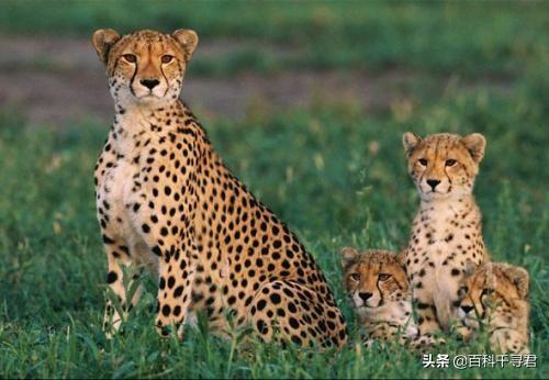 猫科动物有哪些，38种猫科动物大全（它们的分布概况和生存现状如何）