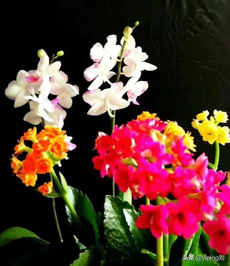 你喜欢养花吗？你家里都有哪些花？