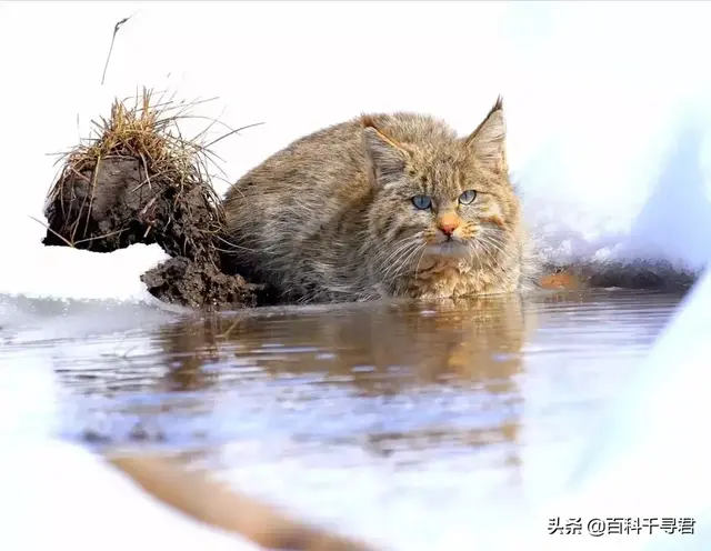 猫科动物有哪些，38种猫科动物大全（它们的分布概况和生存现状如何）