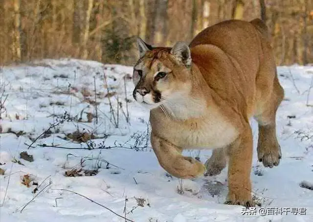 猫科动物有哪些，38种猫科动物大全（它们的分布概况和生存现状如何）