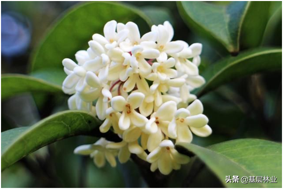 金桂有什么特点，金桂有什么特点简单描述（金桂、银桂、丹桂）