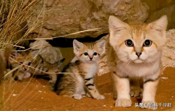 猫科动物有哪些，38种猫科动物大全（它们的分布概况和生存现状如何）