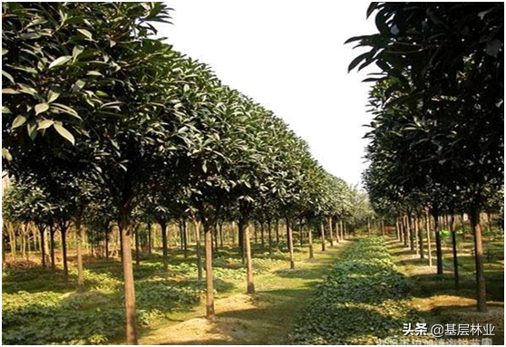 金桂有什么特点，金桂有什么特点简单描述（金桂、银桂、丹桂）