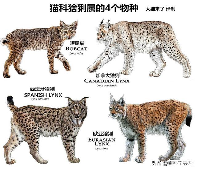 猫科动物有哪些，38种猫科动物大全（它们的分布概况和生存现状如何）