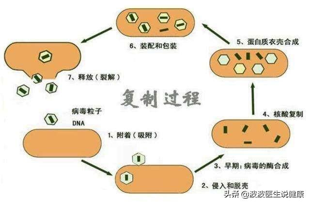 细菌和病毒有什么区别，细菌真菌病毒特效药（真菌、细菌、病毒的区别是什么）