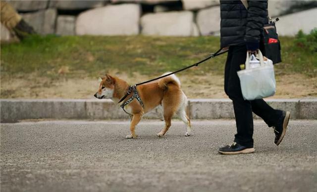 狗可以近亲繁殖吗，狗狗之间存在近亲繁殖吗（为何狗狗不仅会近亲繁殖）