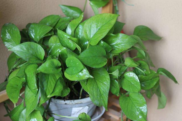 一个绿萝三个啥 阴气重三个鬼，一个绿萝三个啥（6种漂亮花“不吉利”）