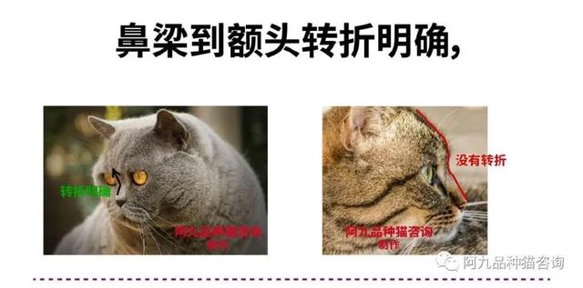 银渐层怎么看品相，银渐层怎样算品相好（银渐层的鼻子没有线条黑）