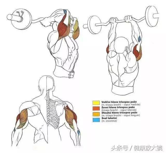 健身器械动作的指导方法，健身器械动作教学（健身房器械动作指南助力做一个“器械健身高手”）