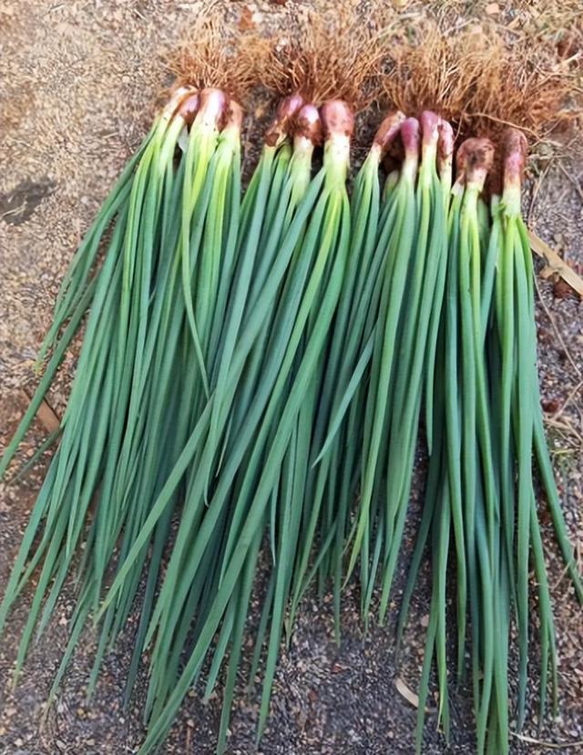 西芹和芹菜的区别，西芹和芹菜的区别图片（10种“省心菜”）