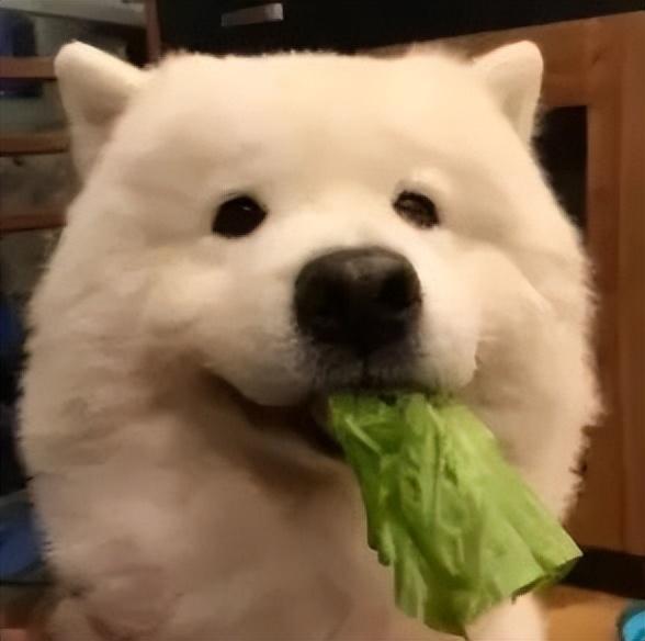 有趣的自动回复，有趣又沙雕的自动回复/妹妹记住了  早晨升起的不止是太阳微信（可爱沙雕搞怪头像来啦）