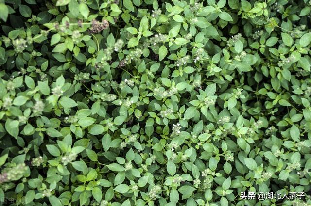 农村100种野菜图片，野菜的种类（常见的野菜图片与名字）