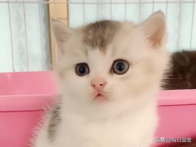 布偶猫多少钱一只幼崽，布偶猫多少钱一只纯种幼崽（还生了一窝谁也不像的崽）