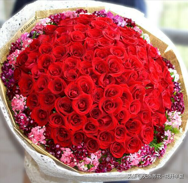 11朵玫瑰代表什么意思，十一朵玫瑰代表什么意思（不同颜色玫瑰花代表含义是什么）