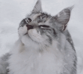 最好看的三种长毛猫，“靠颜值打天下”的几种猫咪