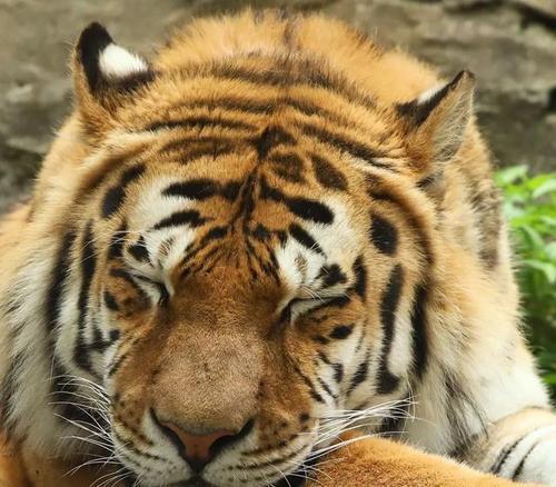 有只小猫咪 它晚上不睡觉，如何找到小猫咪（掌握猫的睡眠规律图片）