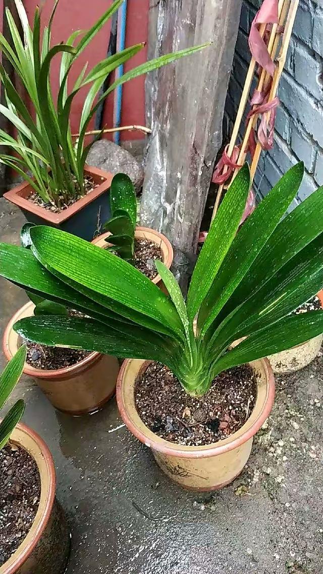 浇花用什么水好，用什么水浇花比较好（用“3种水”来浇花）