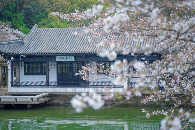 相约无锡太湖鼋头渚樱花季，赴鼋头渚来一场樱花的春日约会