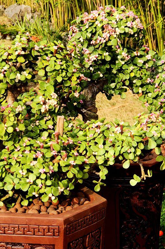 麒麟花的寓意是什么，客厅摆放麒麟的图片（海南迎春花市年味渐浓）