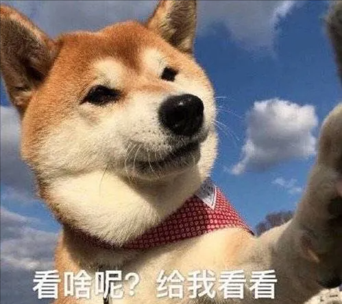 扒拉我是什么意思，东北话扒拉我是什么意思（为何狗狗经常用手“扒拉”我）