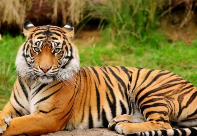 老虎的寿命一般多少年，老虎的寿命最长多少年（为什么老虎会输给了豹和豺）