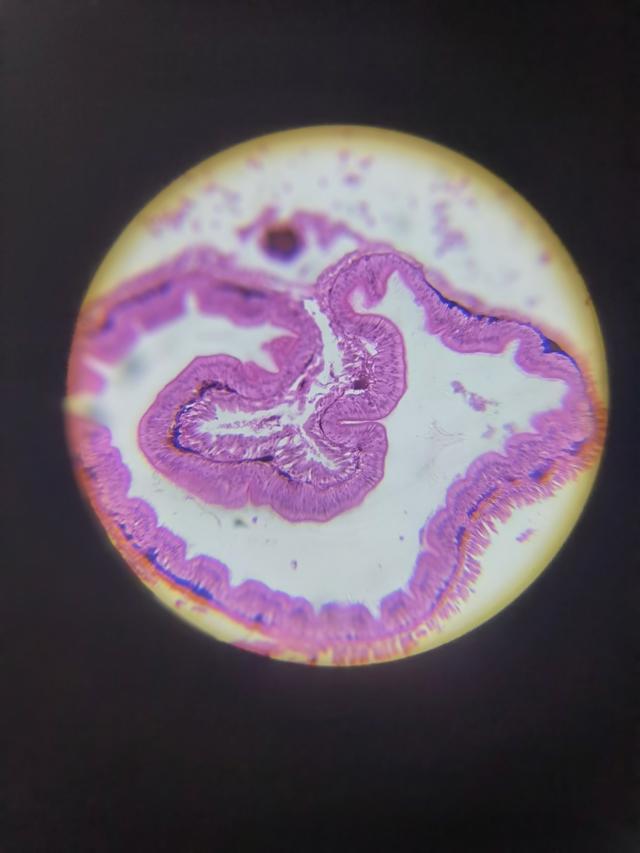 光学显微镜是什么东西，光学显微镜是什么东西图片（通过有趣的实验一起来学习吧）