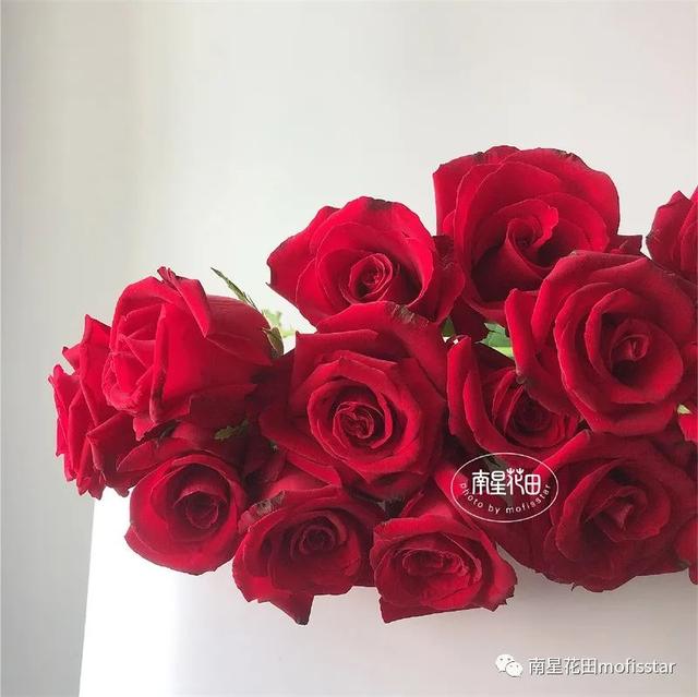 七朵玫瑰代表什么，最常见的红玫瑰（四朵玫瑰花是什么意思）