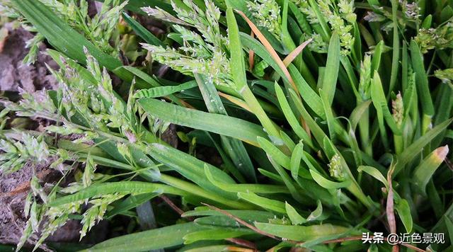 马尼拉草(半细叶结缕草)类型:暖季型(最适温度范围为26-32°,普通不耐