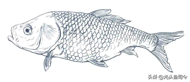 长江名贵鱼前十名，10大凶猛淡水鱼（我国保护的鱼类有87种）