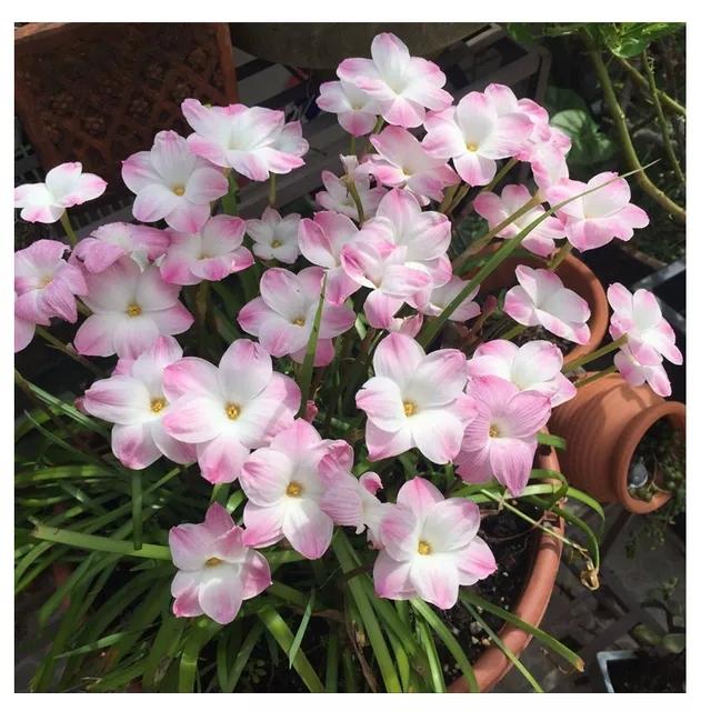 风雨花的花语是什么，风雨花的花语和寓意（做好“1翻3养”）