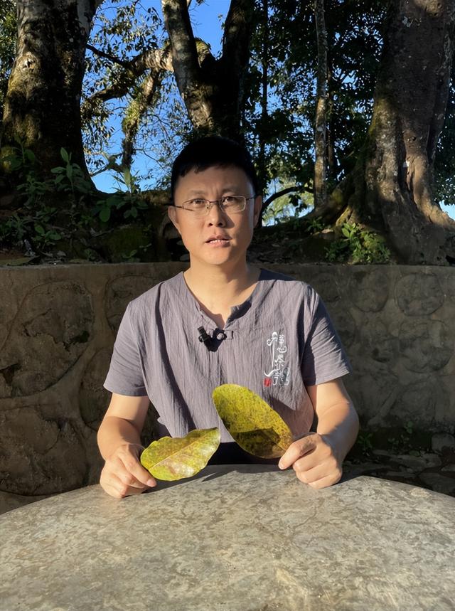 云南七子饼茶勐海珍品普洱茶，老化说茶——普洱茶为什么叫七子饼茶