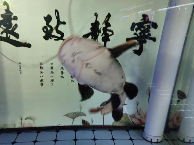 家里养的锦鲤放生能活吗，家里养的锦鲤鱼可以放生吗（不想饲养需要淘汰的观赏鱼）