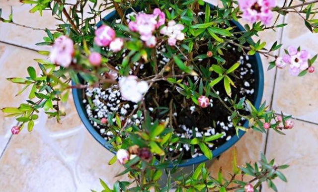 松红梅怎么养才开花，冬天养花赏花就种植松红梅