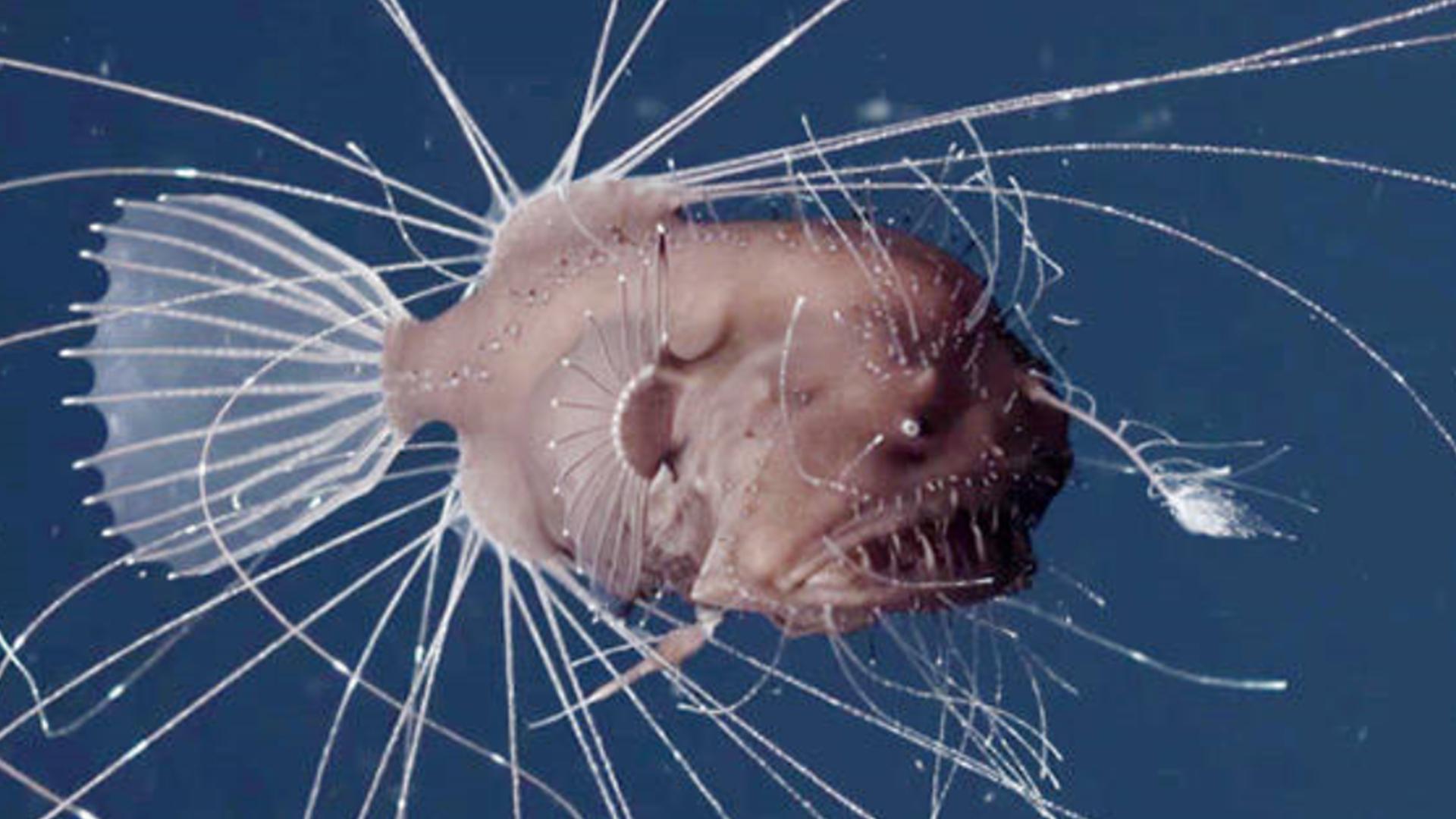 海底十大神秘生物，真实拍到的10大巨型生物