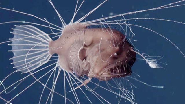 海底最深处出现了神秘的生物，在马里亚纳海沟发现的10种神秘生物