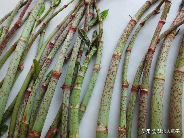 农村100种野菜图片，野菜的种类（常见的野菜图片与名字）