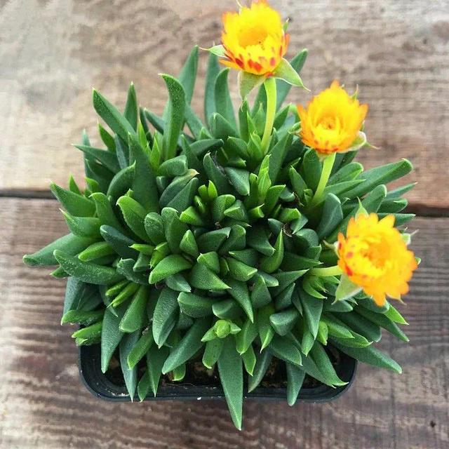 雷童的花语，雷童的寓意（多肉植物开黄色小花）