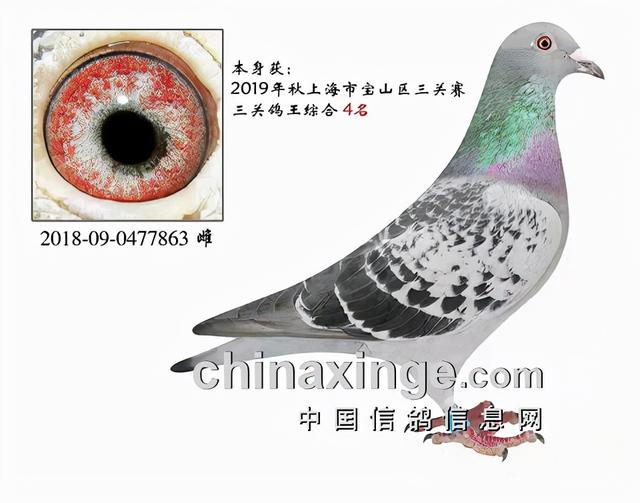 什么鸽子引天落，什么叫天落鸽子（引赛绩鸽修得正果——飞出三关鸽王冠军）