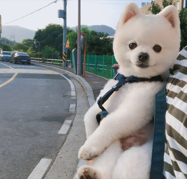 独特好听的零食店名字360个 零食店名字有创意的取名大全，独特好听的零食店名字360个（2022年狗狗“爆款”名字公布）