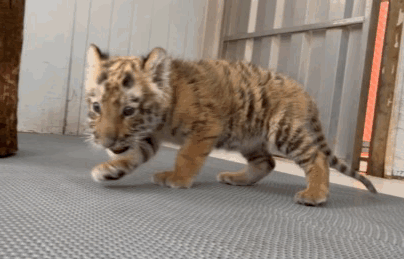 深圳世界之窗门票多少钱一张，深圳世界之窗晚上门票多少（动物园\u0026世界之窗/欢乐海岸水秀）