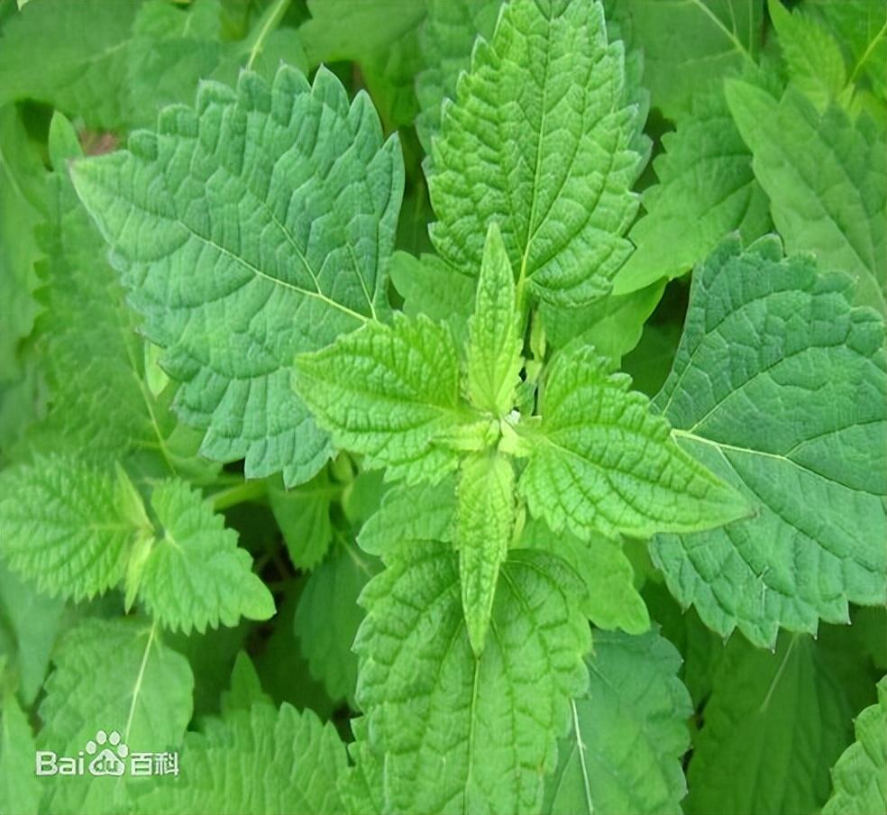 冬凌草的功效与作用,每日一味抗癌中药——冬凌草 - 玉三网
