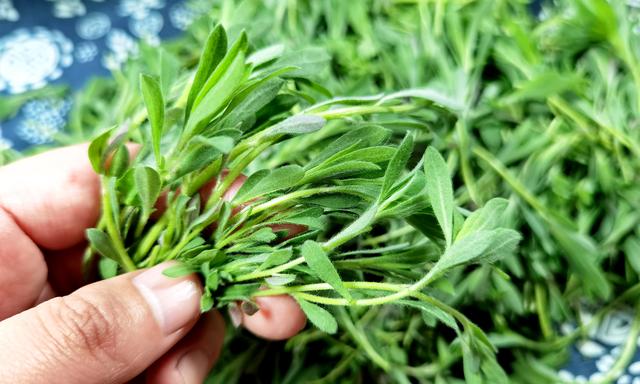 笤帚菜，这菜常被忽略（笤帚菜的样子）