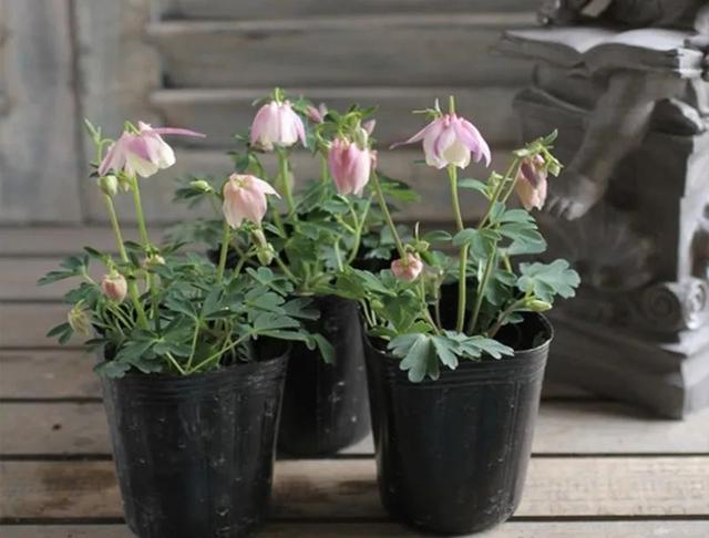 耧斗菜什么时候播种，耧斗菜种子几天能出苗（让它从冬天一直开到春天）