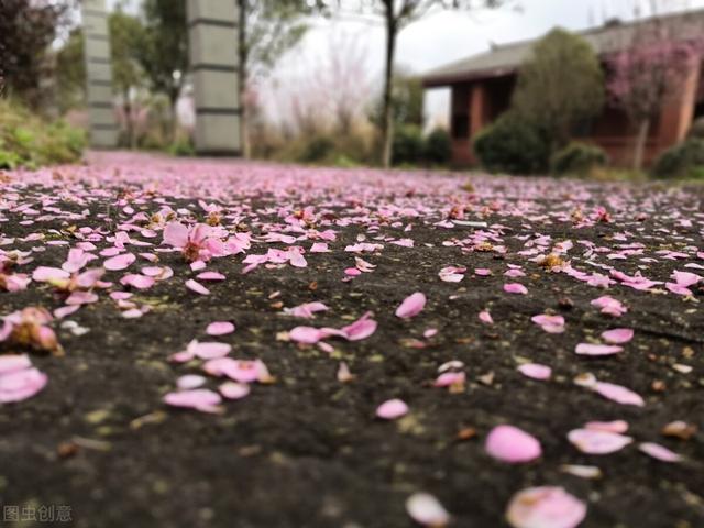 花开花落的意思，花开花落是什么意思（何事奈诗歌——听风听雨听落花）