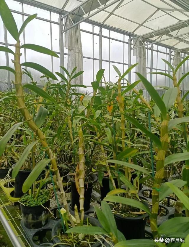 铁皮石斛多少钱，石斛多少钱一斤（九大仙草之首“石斛”）